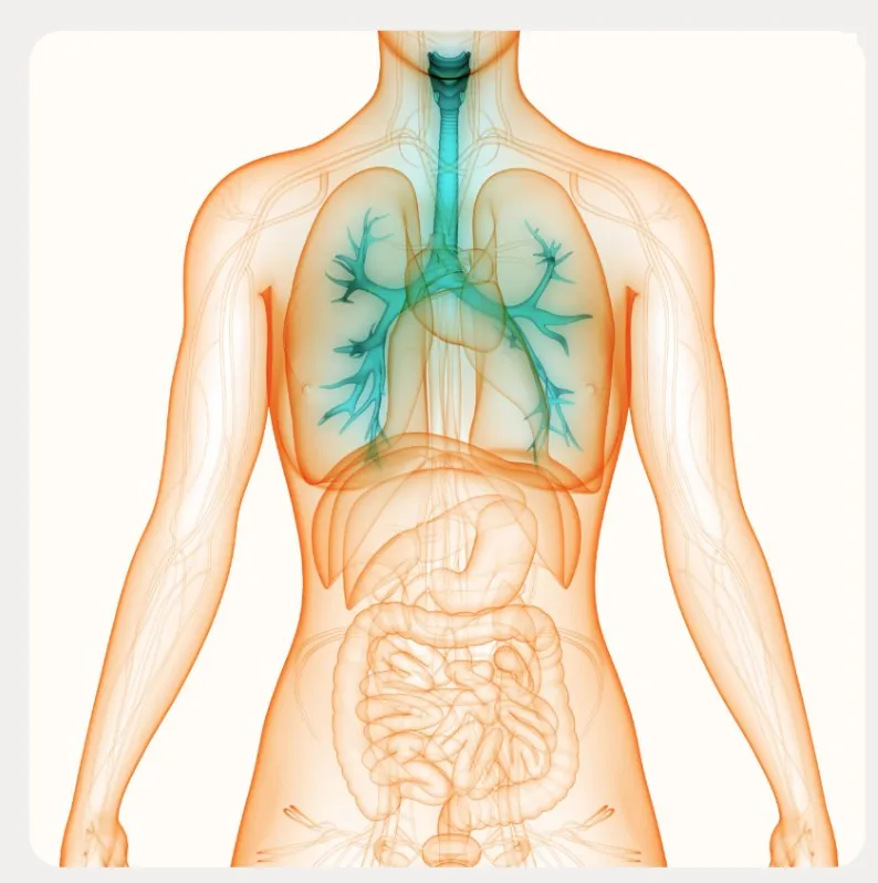 Anatomy illustration